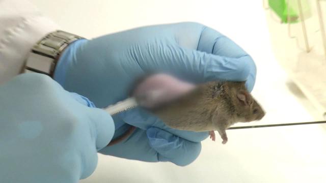 동물도 생명!...동물 실험 대체 신기술 봇물 | YTN 동물도 생명!...동물 실험 대체 신기술 봇물 | Ytn