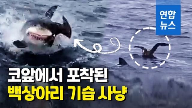 백상아리 포스터